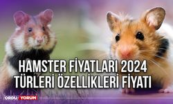 Hamster Fiyatları 2024 Türleri Özellikleri Fiyatı