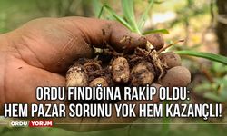 Ordu fındığına rakip oldu: Hem pazar sorunu yok hem kazançlı!