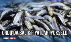 Ordu'da Balık Fiyatları Yükseldi - Güncel balık fiyatları (05.12.2023)