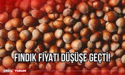 Fındık fiyatı düşüşe geçti !25 Aralık 2023