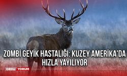 Zombi geyik hastalığı: Kuzey Amerika'da hızla yayılıyor