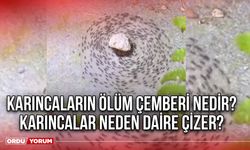 Karıncaların ölüm çemberi nedir? Karıncalar neden daire çizer?