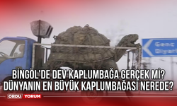 Bingöl'de dev kaplumbağa gerçek mi? Dünyanın en büyük kaplumbağası nerede?