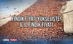 Fındık Fiyatları Yükselişte! İl il fındık fiyatı - Ordu, Giresun, Trabzon, Samsun, Sakarya, Kocaeli, Düzce güncel fındık