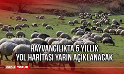 Hayvancılıkta 5 yıllık yol haritası yarın açıklanacak