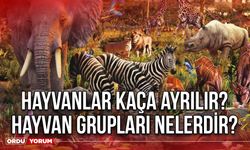 Hayvanlar kaça ayrılır? Hayvan grupları nelerdir?