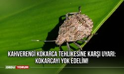 Kahverengi Kokarca Tehlikesine Karşı Uyarı: Kokarcayı Yok Edelim!