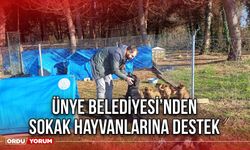 Ünye Belediyesi’nden Sokak Hayvanlarına Destek