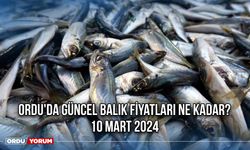 Ordu'da Güncel Balık Fiyatları Ne Kadar? 10 Mart 2024