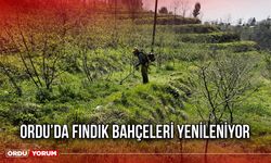 Ordu’da Fındık Bahçeleri Yenileniyor