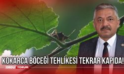 Kokarca Böceği Tehlikesi Tekrar Kapıda! Fındık Üretimi Tehdit Altında