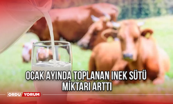 Ocak Ayında Toplanan inek sütü miktarı arttı