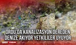 Ordu’da Kanalizasyon Dereden Denize Akıyor Yetkililer Uyuyor