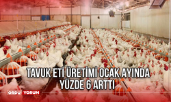 Tavuk Eti Üretimi Ocak Ayında Yüzde 6 Arttı