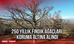 250 Yıllık Fındık Ağaçları Koruma Altına Alındı
