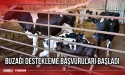 Buzağı Destekleme Başvuruları Başladı