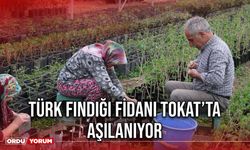Türk Fındığı Fidanı Tokat’ta Aşılanıyor