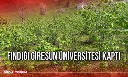 Fındığı Giresun Üniversitesi Kaptı