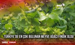 Türkiye'de En Çok Bulunan Meyve Ağacı Fındık Oldu