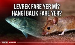 Levrek fare yer mi? Hangi balık fare yer?