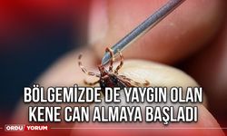 Bölgemizde de Yaygın Olan Kene Can Almaya Başladı