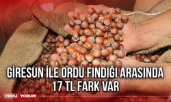 Giresun İle Ordu Fındığı Arasında 17 TL Fark Var