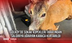 Gölköy'de Sokak Köpekleri Tarafından Saldırıya Uğrayan Karaca Kurtarıldı