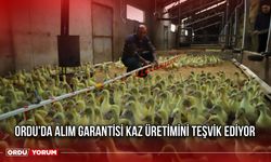 Ordu'da Alım Garantisi Kaz Üretimini Teşvik Ediyor