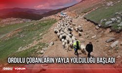 Ordulu Çobanların Yayla Yolculuğu Başladı