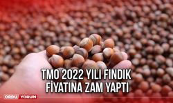 TMO 2022 Yılı Fındık Fiyatına Zam Yaptı