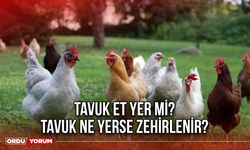 Tavuk et yer mi? Tavuk ne yerse zehirlenir?