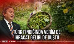 Türk Fındığında Verim de İhracat Geliri de Düştü