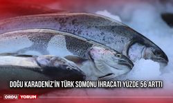 Doğu Karadeniz'in Türk Somonu İhracatı Yüzde 56 Arttı