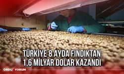 Türkiye 8 Ayda Fındıktan 1,6 Milyar Dolar Kazandı