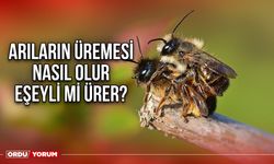 Arıların üremesi nasıl olur eşeyli mi ürer?