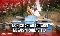 Aşırı sıcaklar arıların mesaisini zorlaştırdı