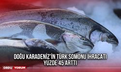 Doğu Karadeniz'in Türk Somonu İhracatı Yüzde 45 Arttı