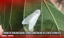 Fındıkta Kokarcadan Sonra Amerikan Kelebeği Korkusu