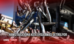 Hamsi avcılığına kota uygulaması getiriliyor