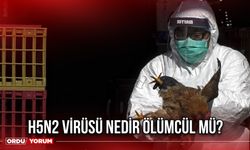 H5N2 virüsü nedir ölümcül mü?