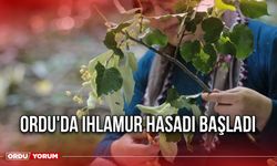 Ordu'da Ihlamur Hasadı Başladı