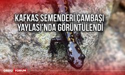 Kafkas Semenderi Çambaşı Yaylası'nda Görüntülendi