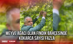 Meyve Ağacı Olan Fındık Bahçesinde Kokarca Sayısı Fazla