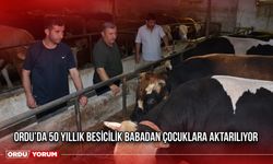 Ordu’da 50 Yıllık Besicilik Babadan Çocuklara Aktarılıyor