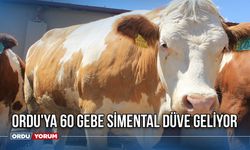 Ordu'ya 60 Gebe Simental Düve Geliyor