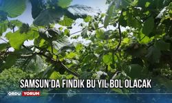 Samsun'da fındık bu yıl bol olacak