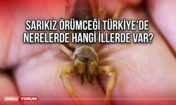 Sarıkız Örümceği Türkiye'de nerelerde hangi illerde var?