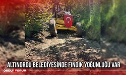 Altınordu Belediyesinde Fındık Yoğunluğu Var