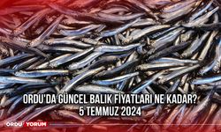 Ordu'da Güncel Balık Fiyatları Ne Kadar? 5 Temmuz 2024