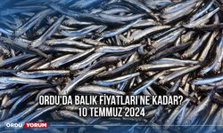 Ordu'da Balık Fiyatları Ne Kadar? 10 Temmuz 2024